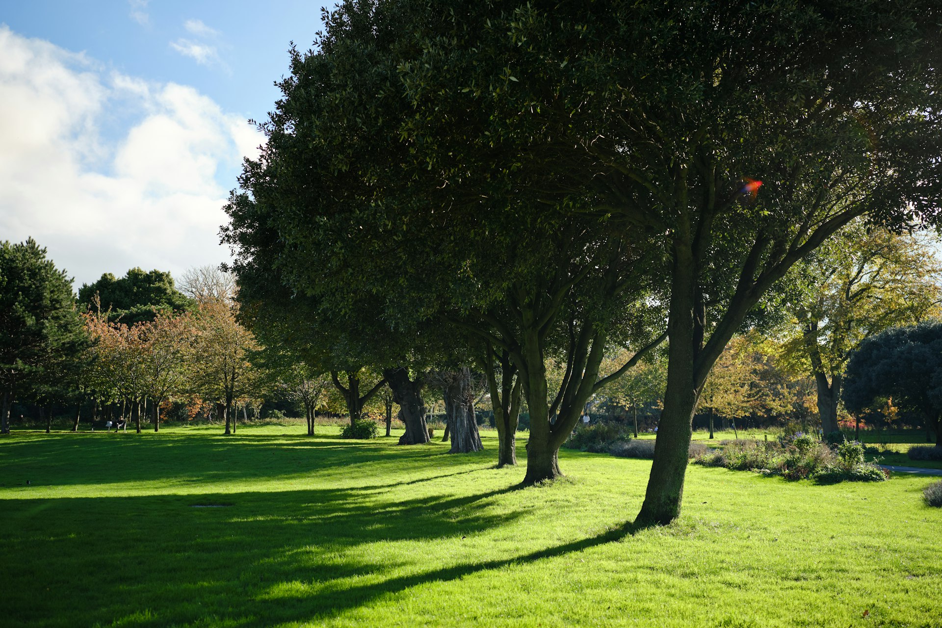 a grassy field with trees and a red frisbee